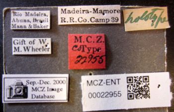 Media type: image;   Entomology 22955 Aspect: labels